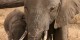 Tanzanie - 2010-09 - 342 - Tarangire - Elephants